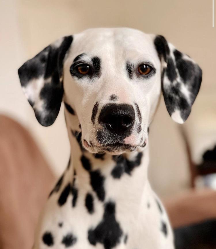 Daisy