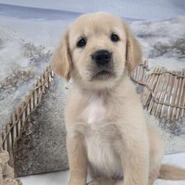 Isla - Light golden female Golden Retriever puppy in Marietta, Oklahoma from Dogs of Diamond B