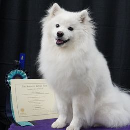 Kenzie - American Eskimo Dog