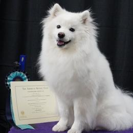 Kenzie - American Eskimo Dog