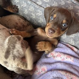 Basset Hound and Dachshund Puppies from Heyliger Hounds