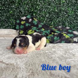 Blue boy - Tri-color male Bernedoodle puppy in Modesto, California from Two Doods Doodles