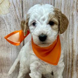 Orange Female - Parti female Goldendoodle puppy in Great Falls, Montana from Montana Goldendoodles