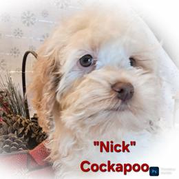 Nick - Black and tan male Cockapoo puppy in Cocolalla, Idaho from Kelley's Goldens Poodles and Doodles