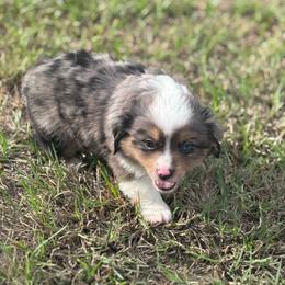 Steel - Blue merle male Toy Australian Shepherd puppy in Stephenville, Texas from Rising JM Pembrokes
