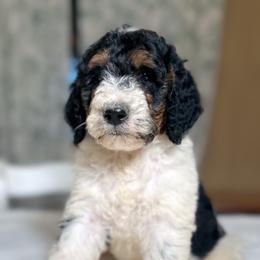 Hank - Tri-color male Bernedoodle puppy in Osage City, Kansas from Golden Ridge Goldens