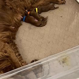 Irish Setter puppies from Kilkieran Kennel Irish Setters and Snowstorm Labradors