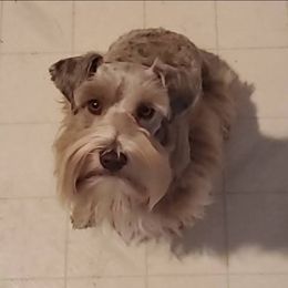 Mocha - Miniature Schnauzer