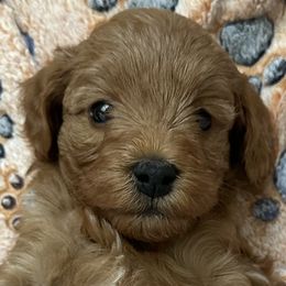 Goldendoodle Puppies from Miss Cindy’s Doodles