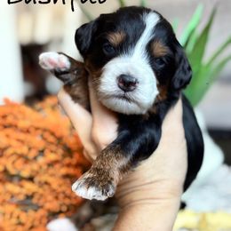 Bashful - Tri-color male Bernedoodle puppy in Peoria, Arizona from Grand Canyon Bernedoodles