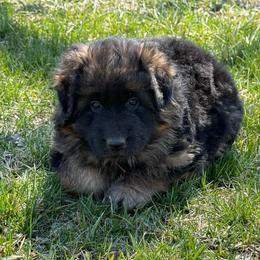 Neda pink - Black and red female German Shepherd puppy in Herrick, South Dakota from Dakota Shepherds Kennels