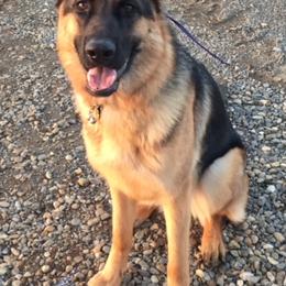 German Shepherds from Vom Ketscher German Shepherd Kennel
