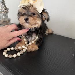 Valentine (tiny toy) - Tri-color female Yorkipoo puppy in Fredericktown, Missouri from Doodle Pups Fur-Ever