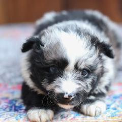 Diane - Black merle female Mudi puppy in Gatlinburg, Tennessee from Greenbrier