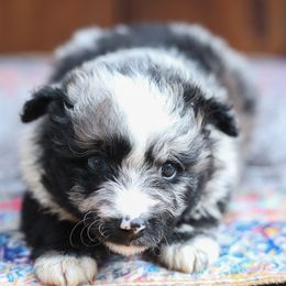Diane - Black merle female Mudi puppy in Gatlinburg, Tennessee from Greenbrier
