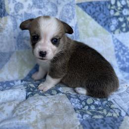 Ripley - Red male Pembroke Welsh Corgi puppy in Hope, Arkansas from Foxy Knoll Farm