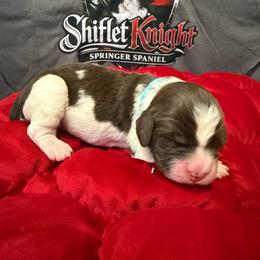 Blue Boy - White and liver male English Springer Spaniel puppy in Lufkin, Texas from Shifletknight Springer Spaniels