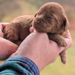 Girl 1 - Red female Cavapoo puppy in Coshocton, Ohio from Forever Family Puppies
