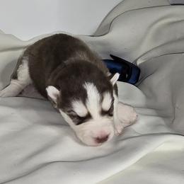 Boomer - Red and white male Siberian Husky puppy in Kansas City, Missouri from Anuun's Huskies