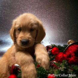 Golden Retriever Puppies from Studley Hill Goldens, LLC.