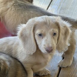Athos - Fawn male Dachshund puppy in Norwood, Missouri from Madra's Dashing Doxies