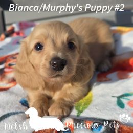 Girl 1 ( Puppy 2 by Birth order) - Cream female Dachshund puppy in Anamosa, Iowa from Melsh Precious Pets