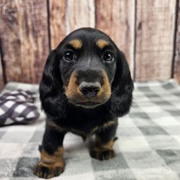 Black and Tan M - Black and tan male Dachshund puppy in Malad City, Idaho from Mountain Sage Dachshunds