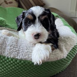 Master Benedict - Tri-color male Bernedoodle puppy in Forsyth, Illinois from Birdies Mini Bernedoodles