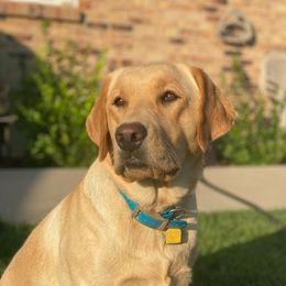Indie - Labrador Retriever