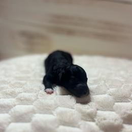 Ripely - Black female Cavapoo puppy in Quitman, Mississippi from P&D Palace