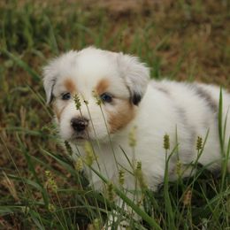 Australian Shepherd and Soft Coated Wheaten Terrier Puppies from Ironwood Ridge Kennels