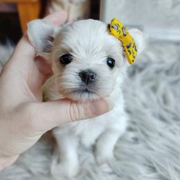Korean Havamalt Heimerdinger - White and tan male Maltese puppy in Barren Springs, Virginia from Seeking Shalom Acres Maltese, Maltipoos & Havamalts