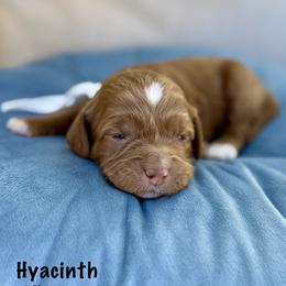 Hyacinth - Caramel cream female Australian Labradoodle puppy in Morgan Hill, California from Loving Labradoodles