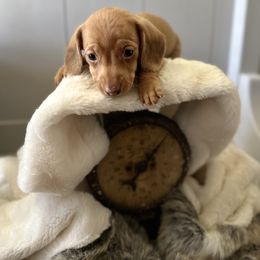 Dachshund and Pembroke Welsh Corgi Puppies from Jodi Cloutier