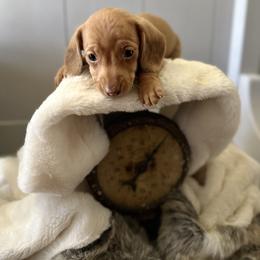 Dachshund and Pembroke Welsh Corgi Puppies from Jodi Cloutier