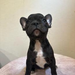 Lucy - Brindle female French Bulldog puppy in Springfield, Missouri from Taylor