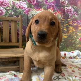 Teal ribbon female - Yellow female Labrador Retriever puppy in Newmanstown, Pennsylvania from Retrievers of Millbach