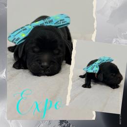 Expo - Black male Australian Labradoodle puppy in Calhoun, Louisiana from Arrowhead Australian Labradoodles
