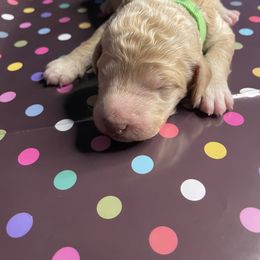 Green Collar - Cream Poodle puppy in Atlanta, Georgia from Sprinkle Me Puppy
