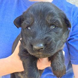 Red Collar Girl - Black and tan female German Shepherd puppy in Dallas, Pennsylvania from Mountainside German Shepherds