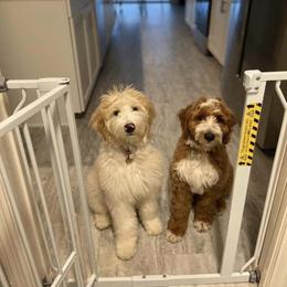 Goldendoodle Puppies from The Doodle House