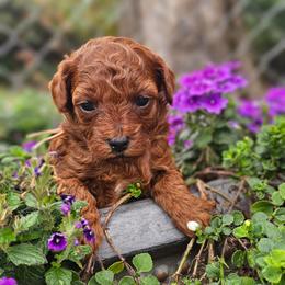 Star All clear akc - Red  female Poodle puppy in Salem, Missouri from Meadowbrook Poodles