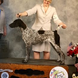 Sadie - German Shorthaired Pointer
