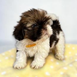 AKC-Rambo - Tricolor male Shih Tzu puppy in Charlotte, North Carolina from Judy's Shih Tzus