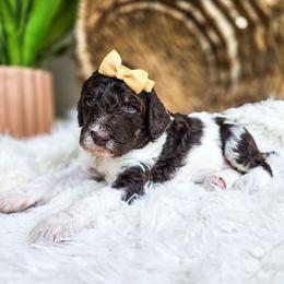 Sierra - Parti female Poodle puppy in Gaylord, Michigan from Dog Mom Co. Poodles