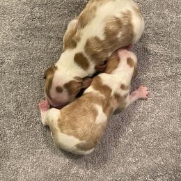 Cavalier King Charles Spaniel Puppies from Sophie’s AKC Cavaliers