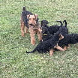 Airedale Terrier Puppies from Seaquest Airedales