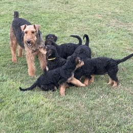 Airedale Terrier Puppies from Seaquest Airedales