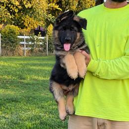 Boy 1 - Black and red male German Shepherd puppy in Stockton, California from Zaragoza German Shepherds