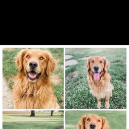 Golden Retriever puppies from Ashley’s Puppies
